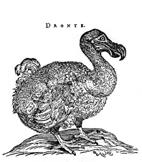 Extinct Flightless Birds Stampe: Dodo Bird
