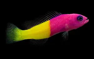 Tropical Reef Fish Stampe: Dottyback