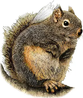 American Wildlife Art Stampe: Douglas Squirrel