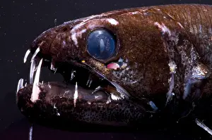 Deep Sea Fish Stampe: Dragonfish