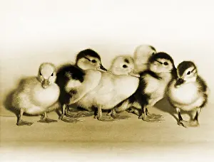 Colorful Birds Stampe: Ducklings