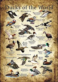 Nature Posters Stampe: Ducks of the World