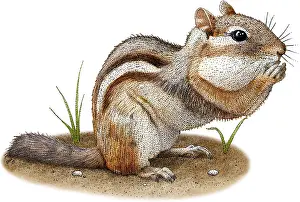 Nature Posters Stampe: Eastern Chipmunk