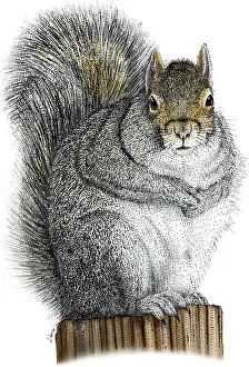 Eastern Gray Squirrel Stampe: Eastern Gray Squirrel
