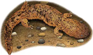 American Wildlife Art Stampe: Eastern Hellbender