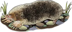 American Wildlife Art Stampe: Eastern Mole