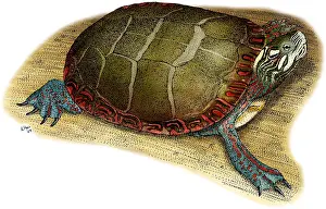 Animal Illustrations Online Stampe: Eastern Painted Turtle