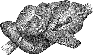 Reptile Illustrations Stampe: Emerald Boa