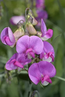 Ornamental Flowering Plants Stampe: Everlasting Pea