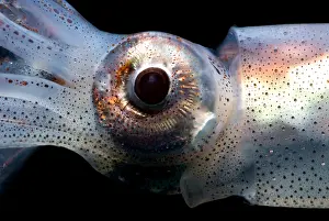 Deep Sea Squid Stampe: Eye Flash Squid
