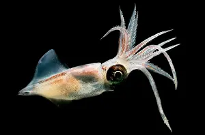 Deep Sea Squid Stampe: Eye Flash Squid