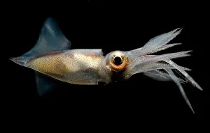 Deep Sea Squid Stampe: Eye Flash Squid