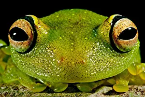 Tree Frog Species Stampe: Eye-ringed Bushfrog