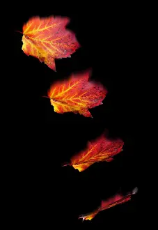 Autumn Plant Life Stampe: Falling Leaves