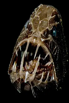 Vertebrate Animal Portraits Stampe: Fangtooth