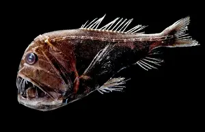 Deep Sea Fish Stampe: Fangtooth