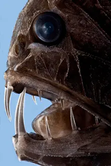 Deep Sea Fish Stampe: Fangtooth