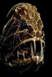 Deep Sea Fish Stampe: Fangtooth