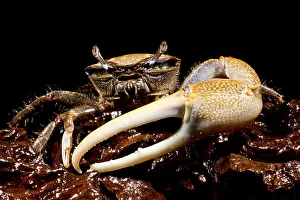 Fiddler Crab Stampe: Fiddler Crab