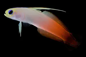 Tropical Fish Stampe: Firefish