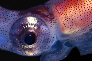 Deep Sea Squid Stampe: Firefly Squid