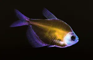 Ossa di Pesce