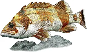 Marine Life Illustrations Stampe: Flag Rockfish