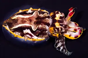 Cephalopod Species Stampe: Flamboyant Cuttlefish
