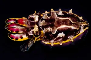 Poisonous Sea Creatures Stampe: Flamboyant Cuttlefish