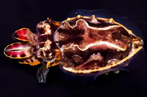 Poisonous Sea Creatures Stampe: Flamboyant Cuttlefish