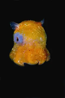 Underwater Animal Images Stampe: Flapjack Octopus