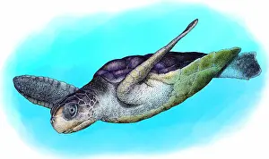 Australian Native Animals Stampe: Flatback Sea Turtle
