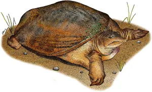 Wildlife Illustrations Stampe: Florida Softshell Turtle