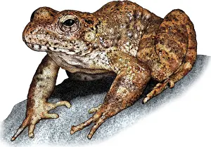 American Wildlife Art Stampe: Foothill Yellowlegged Frog