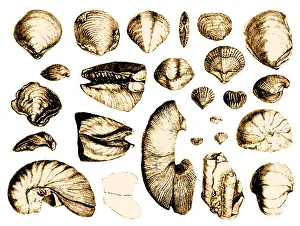 Fossili di Conchiglie da "Geological Observations on Volcanic Islands"
