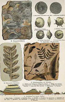 Paleontology Illustrations Stampe: Fossils