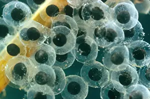 Amphibian Life Cycle Stampe: Frog Eggs Hatching
