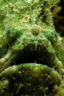 Tropical Reef Fish Stampe: Frogfish