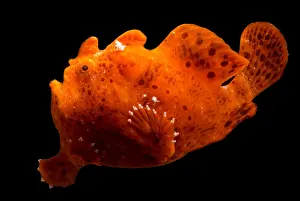 Camouflage In Nature Stampe: Frogfish