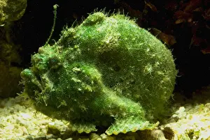 Tropical Reef Fish Stampe: Frogfish