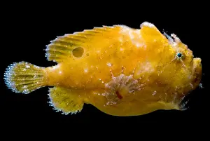 Camouflage Fish Stampe: Frogfish