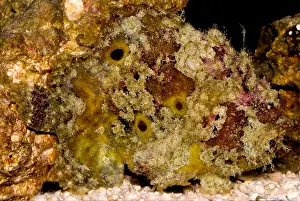 Camouflaged Fish Stampe: Frogfish
