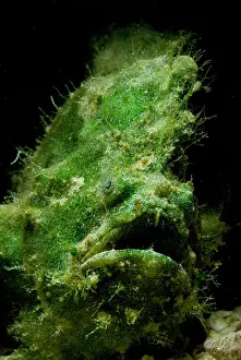 Tropical Reef Fish Stampe: Frogfish