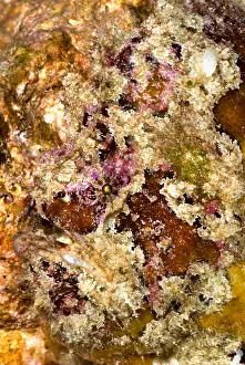 Tropical Reef Fish Stampe: Frogfish