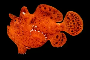 Tropical Reef Fish Stampe: Frogfish