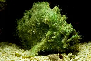 Tropical Reef Fish Stampe: Frogfish