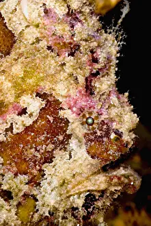 Tropical Reef Fish Stampe: Frogfish
