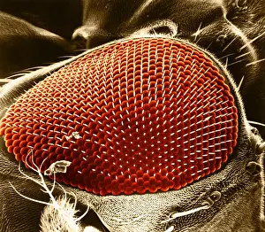 Compound Eye SEM Stampe: Fruit Fly Eye, under a microscope (SEM)