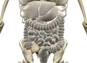 Gastrointestinal Tract Diagram Stampe: Gastrointestinal system with Appendix