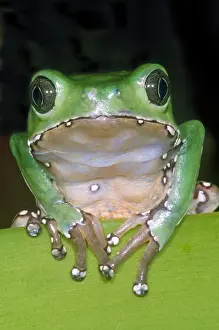 Amazon Rainforest Frogs Stampe: Giant Monkey Frog
